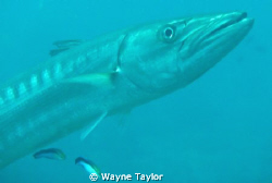 Barracuda by Wayne Taylor 